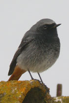 Birds of Extremadura, Spain - Black Redstart © John Muddeman